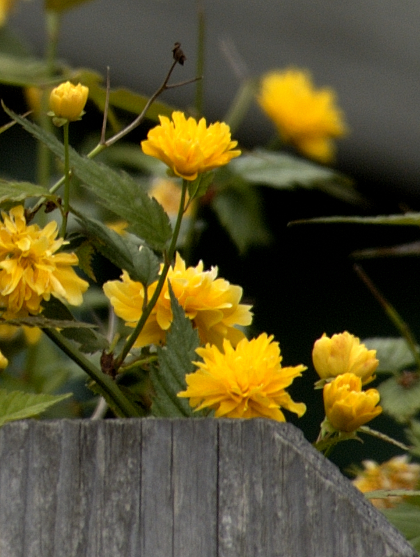 Escaping May Flowers<br>May 1
