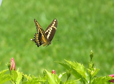 Backyard Butterfly.jpg