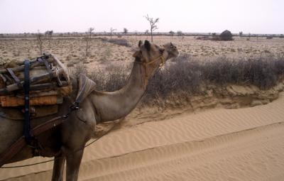 pBikaner302_CamelSafari.jpg