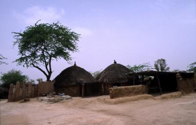 Bishnoi_Rajasthan