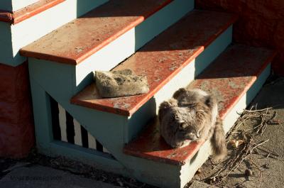 The guardian
