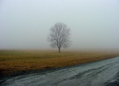 fog bank and tree