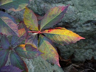 virginia creeper, autumn