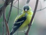 goldfinch male