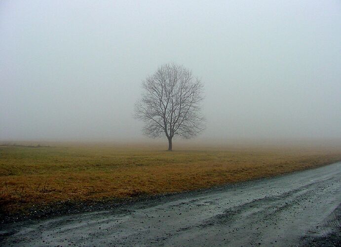 fog bank and tree