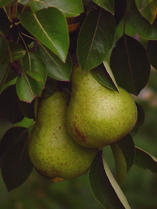pear pair
