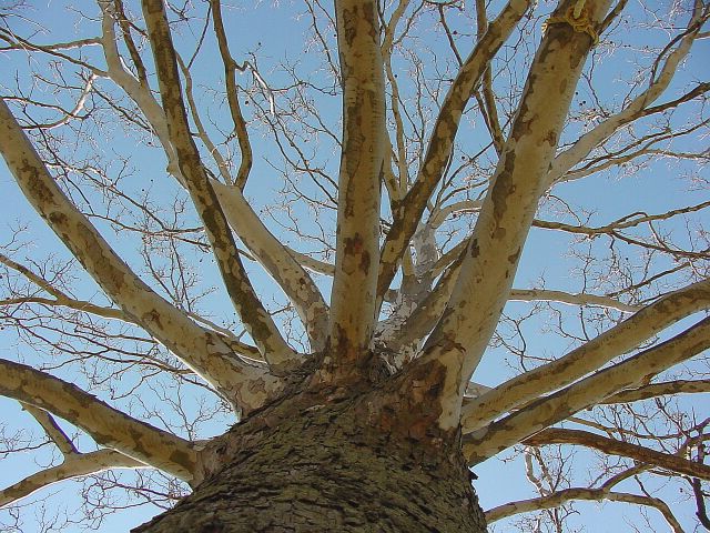 sycamore tree