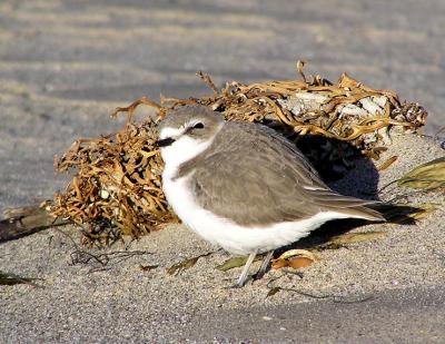 snowy plover 3.jpg