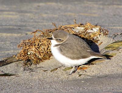 snowy plover 2.jpg