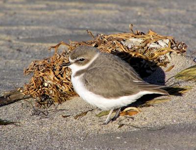 snowy plover.jpg