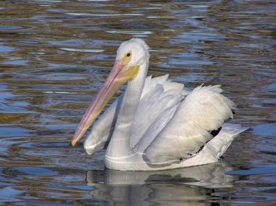 white peli.jpg