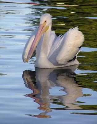 white_pelicans__balboa_lake_1