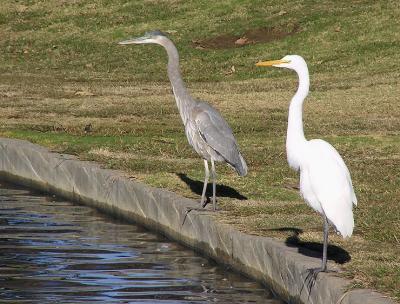great_egret_and_great_blue