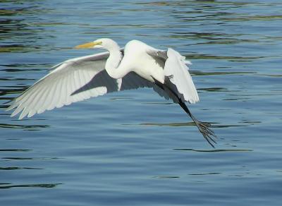 gr egret in flight.jpg