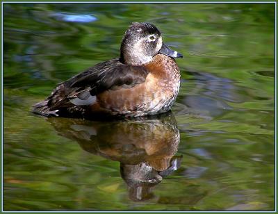 ringnecked female.jpg