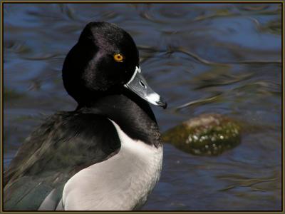 ringnecked male.jpg