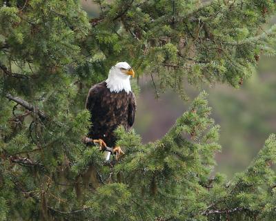 Bald Eagle