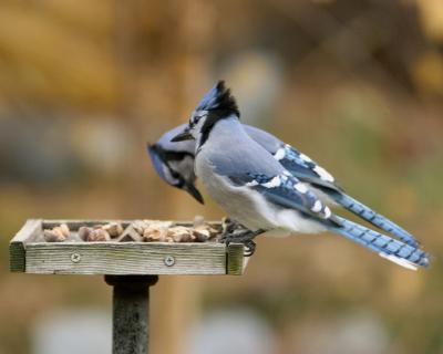 Blue Jay