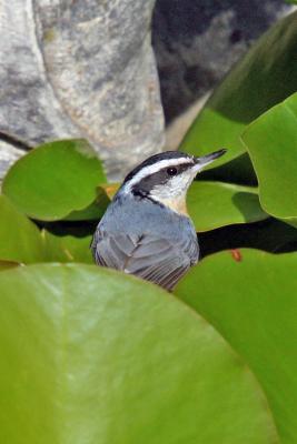 Red-breasted Nuthatch