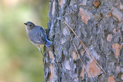 Western Bluebird