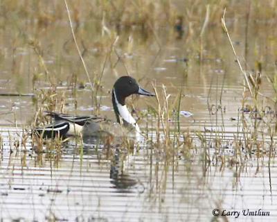 Northern Pintail