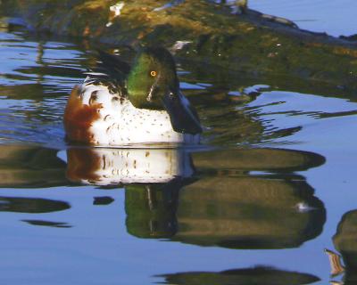 Northern Shoveler