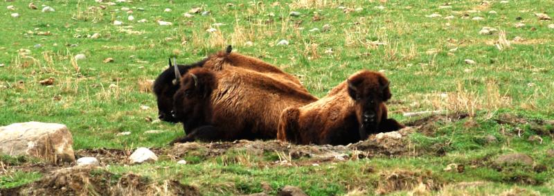 BuffaloDSCF0287.jpg