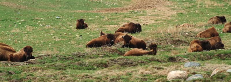 BuffaloDSCF0288.jpg