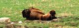 BuffaloDSCF0287.jpg