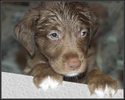 Slick - 5 weeks