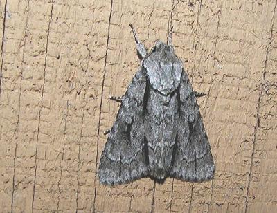 Lobelia Dagger Moth (Acronicta lobeliae)