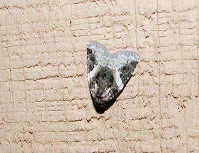 Pink Barred Lithacodia (Lithacodia carneola)
