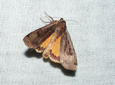 Greater Yellow Underwing (Noctua pronuba) [Noctuidae , Noctuinae , Noctuini]