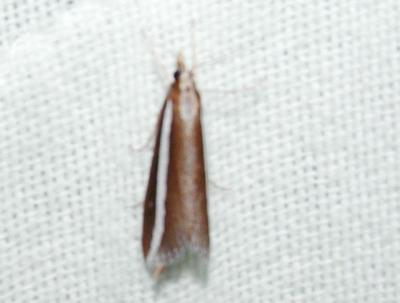 Scirpophaga perstrialis (poor quality photo- hope to get a better 1)