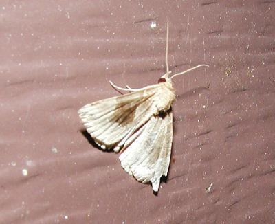 Flowing Line Bomolocha (Bomolocha manalis)