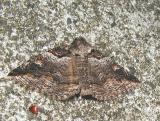 Lunate Zale (zale lunata)