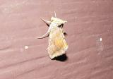 Unspotted Looper Moth (Allagrapha aerea) [Noctuidae , Plusiinae , Plusiini]