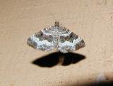 White-banded Toothed Carpet (Epirrhoe alternata)