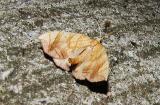 Lesser Grapevine Looper Moth (Eulithis diversilineata) [Geometridae , Larentiinae , Hydriomenini]