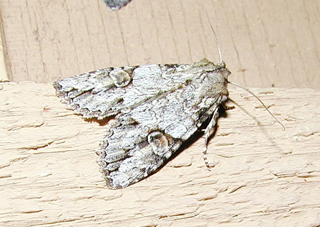 catocalinae sp.