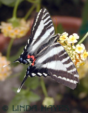 Zebra Swallowtail 2-68