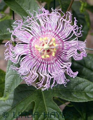 Passion Flower