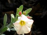 convolvulus