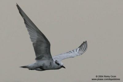 Whiskered Tern 

Scientific name: Chlidonias hybridus 

Habitat: Bays, tidal flats to ricefields. 

