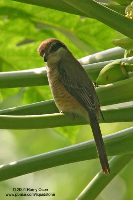 Brown Shrike 

Scientific name - Lanius cristatus 

Habitat - Common in all habitats at all elevations. 
