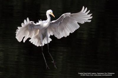 Great Egret 

Scientific name - Egretta alba modesta 

Habitat - Uncommon in a variety of wetlands from coastal marshes to ricefields. 

[20D + 400 5.6L, hand held]

