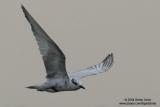 Whiskered Tern
Scientific name: Chlidonias hybridus
Habitat: Bays, tidal flats to ricefields.