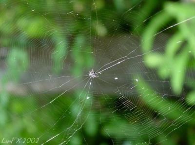 Spider Web2 wb.JPG