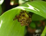 Wasp Nest2 wb.JPG