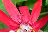 Ants on Red Flower2 wb.jpg